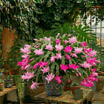 cactus de Navidad flores rosas invierno