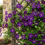flores de clematis en jardín