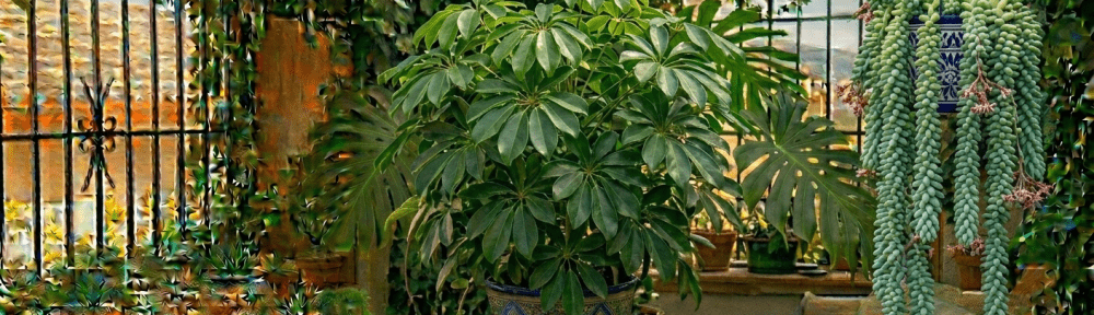 cola de burro suculenta colgante
