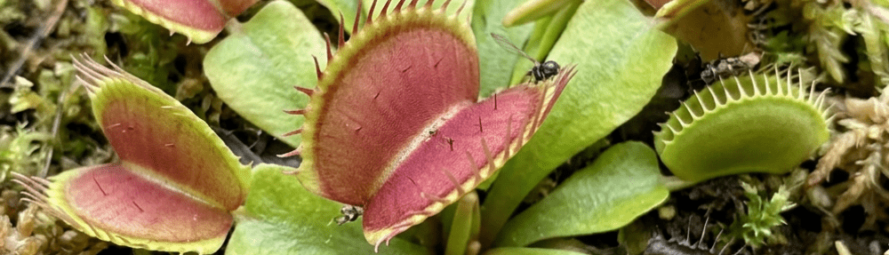 Mejores plantas para el jardín