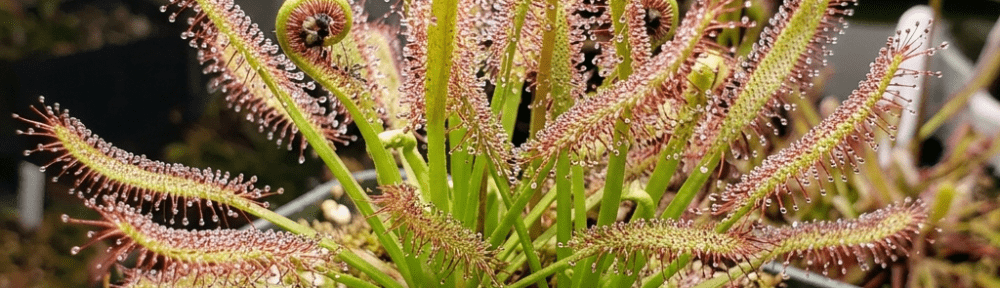 drosera capensis