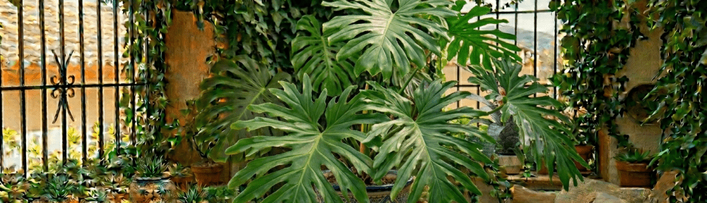 filodendro hojas grandes interior