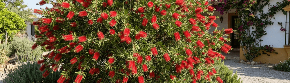 flor roja de Callistemon en forma de cepillo