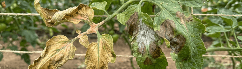 fusarium en raíces de plantas