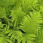 helecho verde frondoso interior