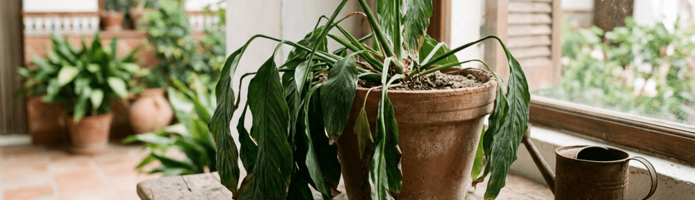 plantas con hojas marchitas