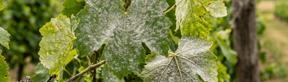 mildiú en hojas de plantas