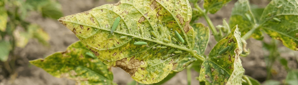 mosquito verde
