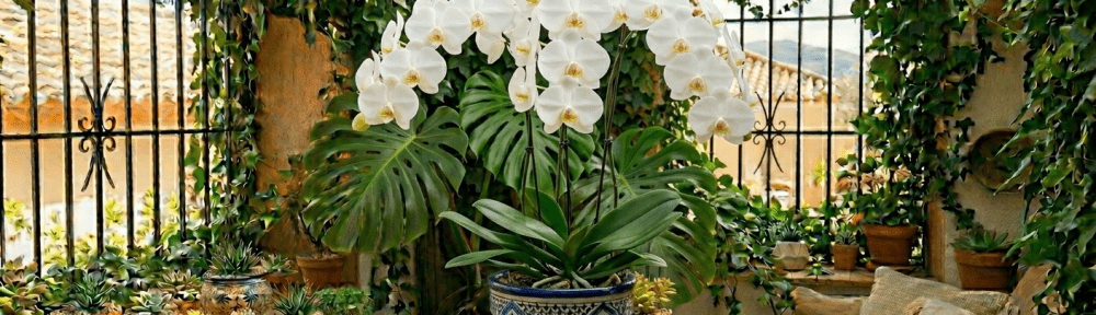 orquídea Phalaenopsis flores blancas