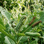 orugas