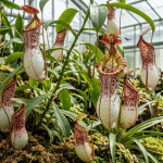 planta carnívora Nepenthes ventricosa