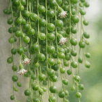 planta del rosario colgante