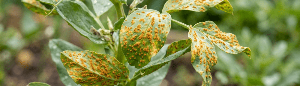 roya en hojas de plantas con pústulas anaranjadas