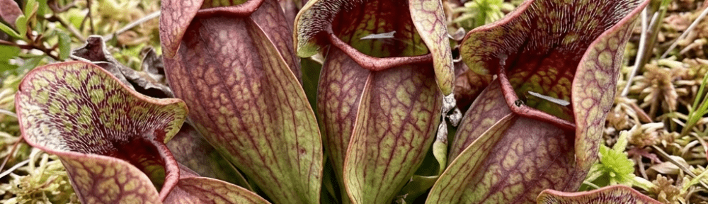 sarracenia purpurea