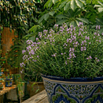 tomillo planta aromática en maceta
