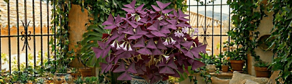 trébol morado hojas púrpuras interior