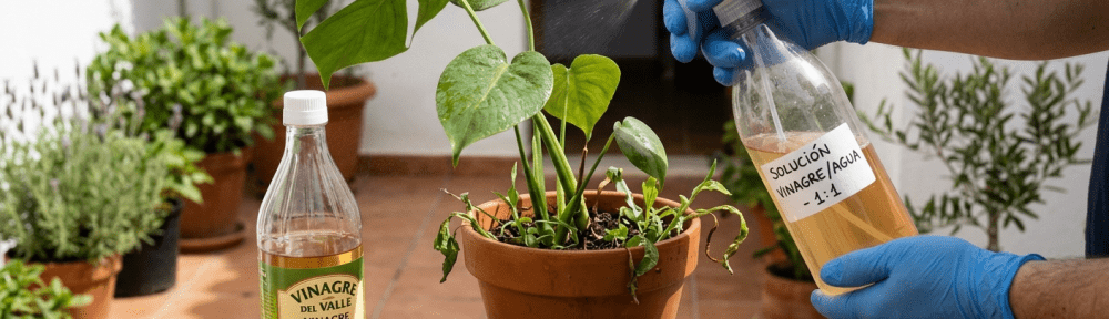 vinagre-plantas