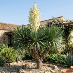 planta yucca en interior