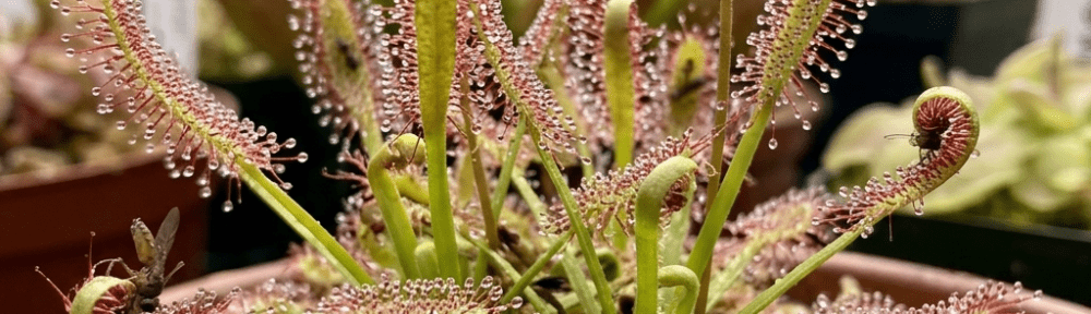 Drosera capensis planta carnívora